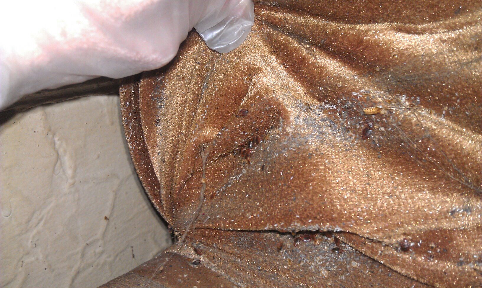 Extermination Treatments — Bed Bugs Found in Flushing, NY
