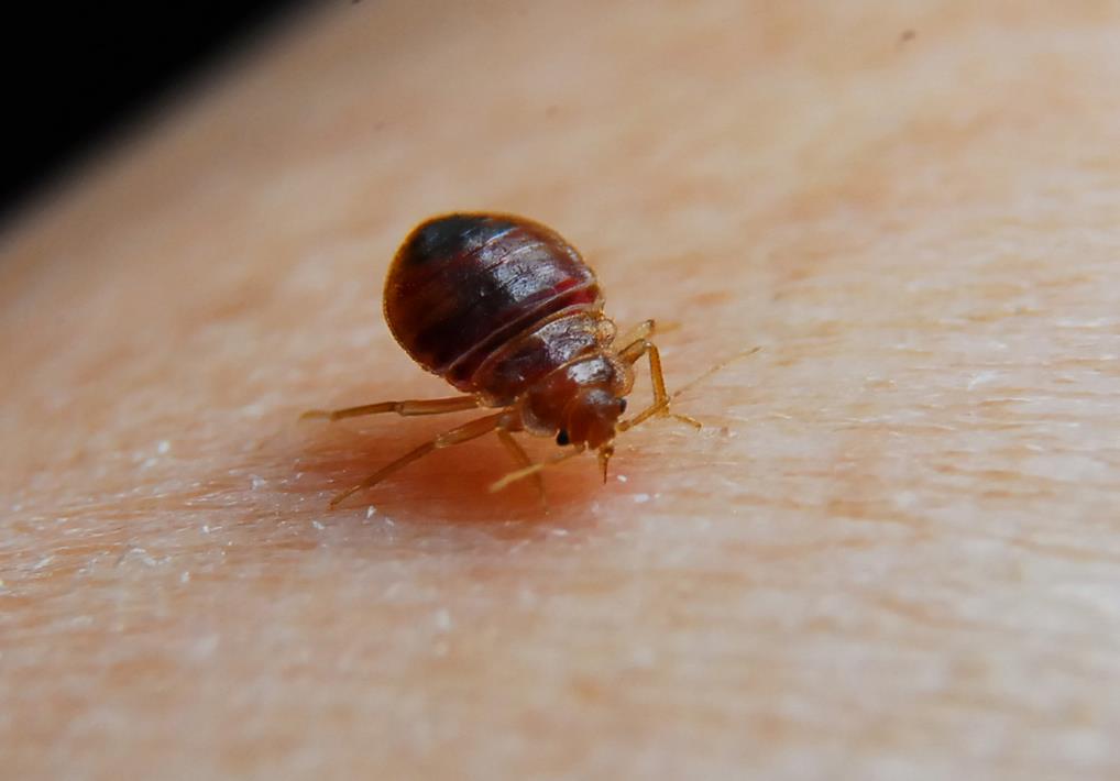 Apartment Exterminator — Bed Bugs Bite in Flushing, NY
