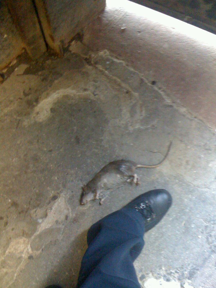 Mice Removal — Dead Rat on the Floor in Flushing, NY