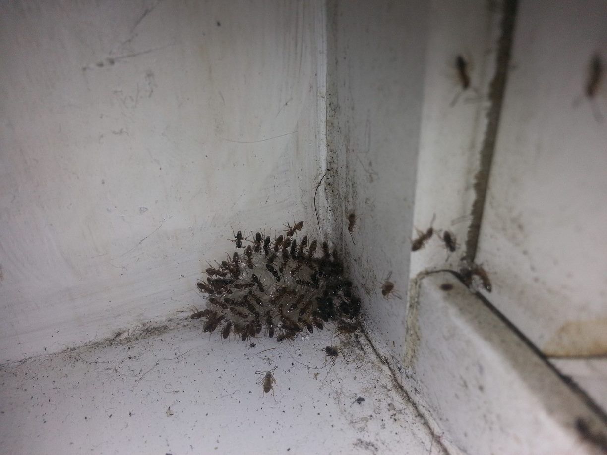 Bat Removal — Ants Gathering on Side in Flushing, NY