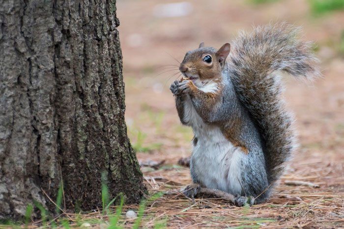 Pesticides — American Squirrel in Flushing, NY