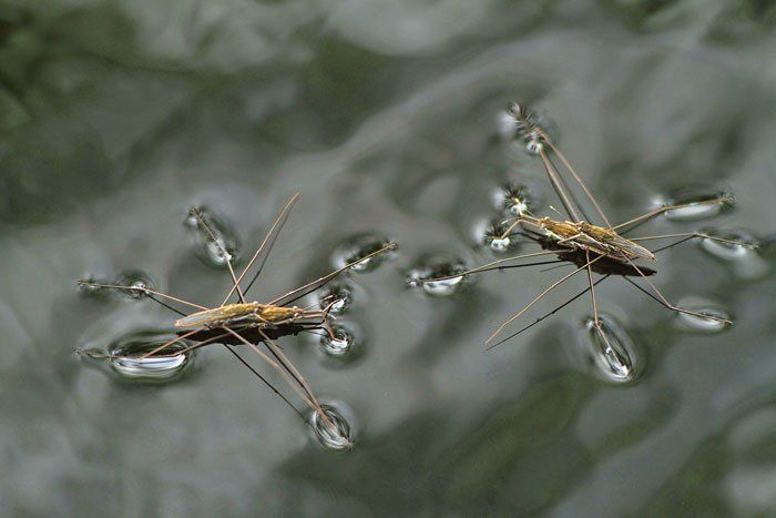 Waterbugs — Symmetric Waterbugs Mating in Flushing, NY