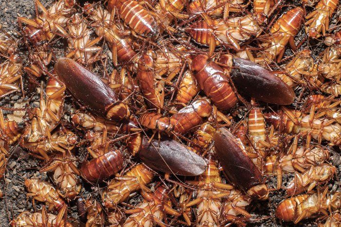 Roaches — Many Cockroaches in Flushing, NY