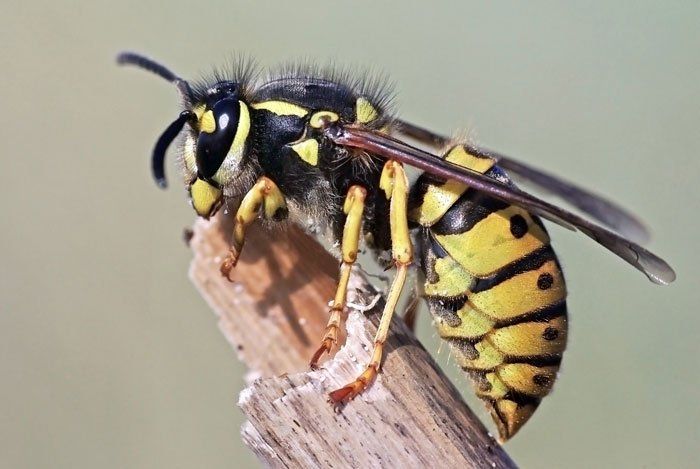 Wasp Removal — European Wasp in Flushing, NY