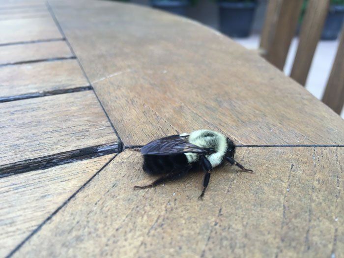 Carpenter Bees — Eastern Carpenter Bee in Flushing, NY