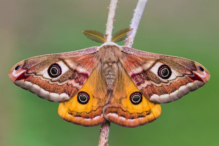 Moths — Small Emperor Moth in Flushing, NY