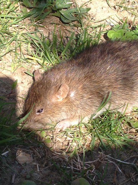 Pest Management — Rat Lying on the Grass in Flushing, NY
