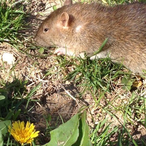 Bug Control — Rat on Grass in Flushing, NY