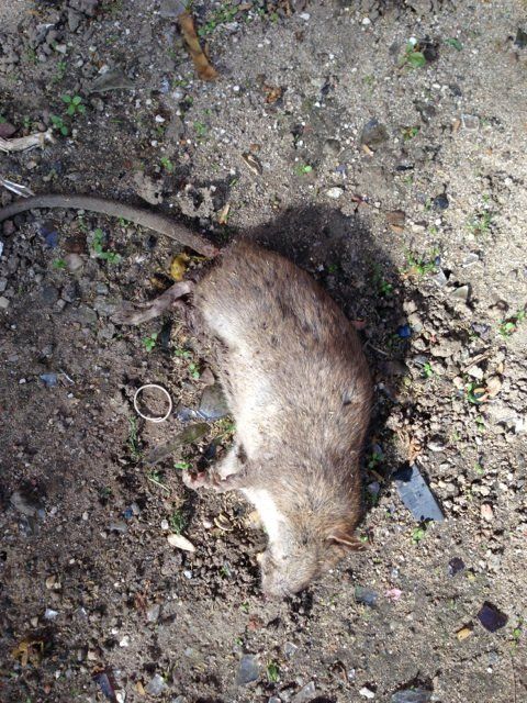 Extermination Services — Dead Rat in Flushing, NY