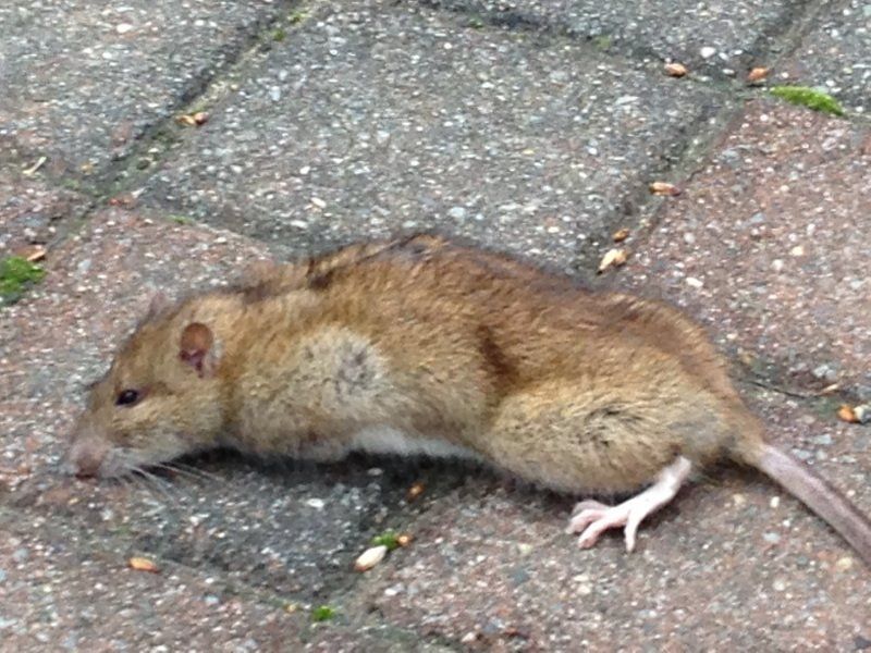 Exterminator — Rat Dying in Flushing, NY