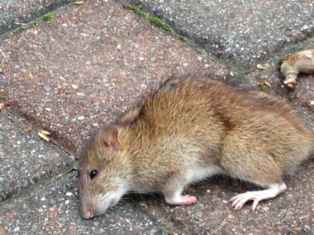 Pest Inspections — Rat Feel Weak in Flushing, NY