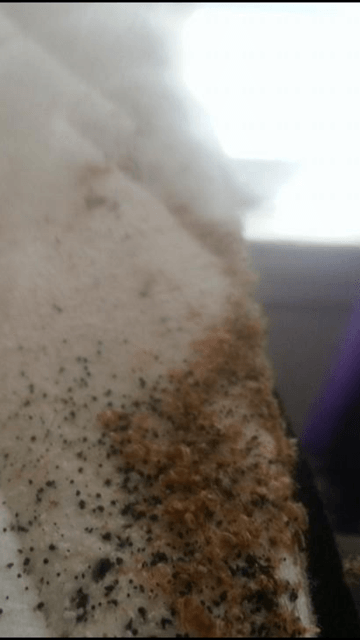 Pesticides —  Bed Bugs in Flushing, NY