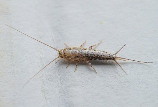Silverfish Removal — Silverfish in Flushing, NY