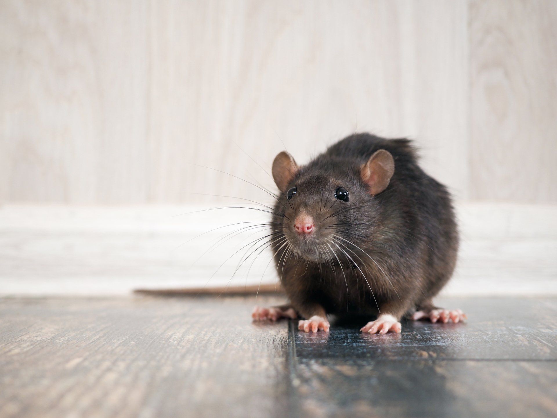 Rat Removal — Rat in Flushing, NY