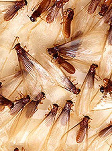 Pest Exterminator — Termites in Flushing, NY