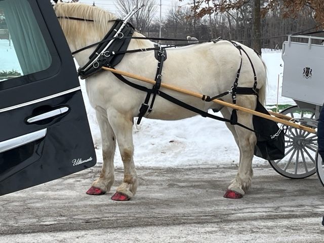 A white horse in black harness pulls a carriage near a black vehicle on a snow-covered surface.