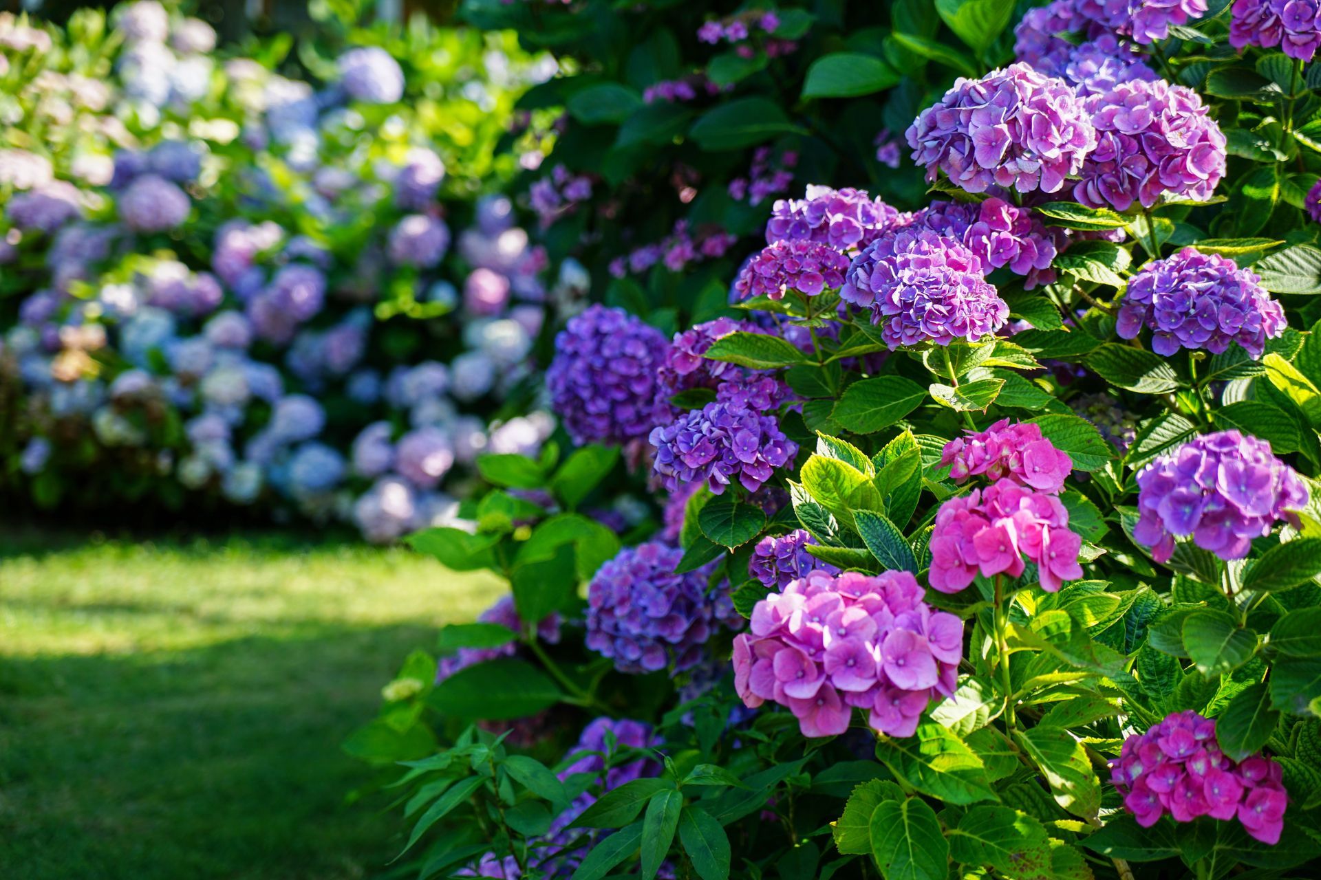 Vibrant clusters of pink, purple, and blue hydrangeas bloom in a sunlit garden with a green lawn in the background.