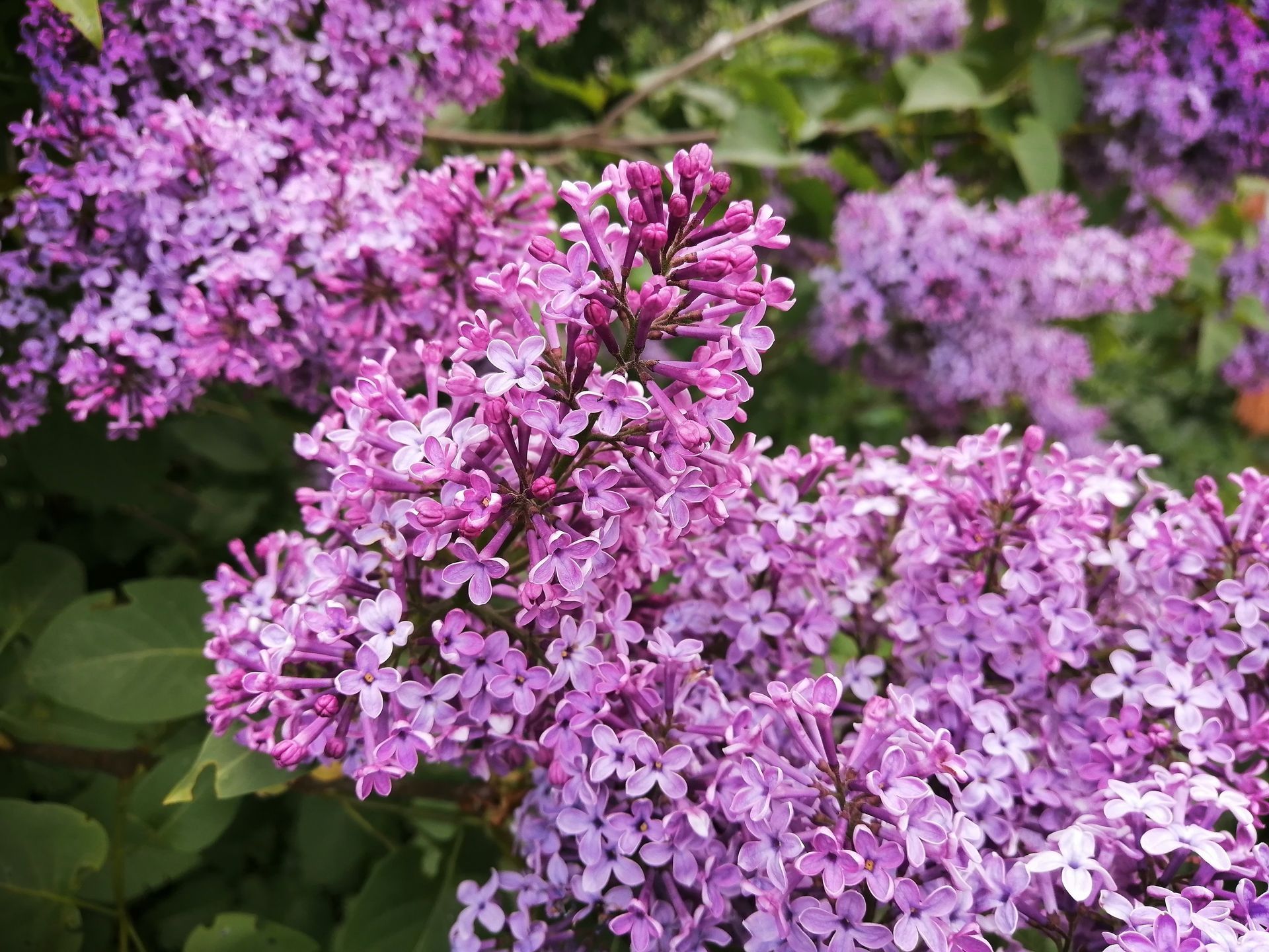 Clusters of fragrant, purple lilac blossoms on a leafy shrub.