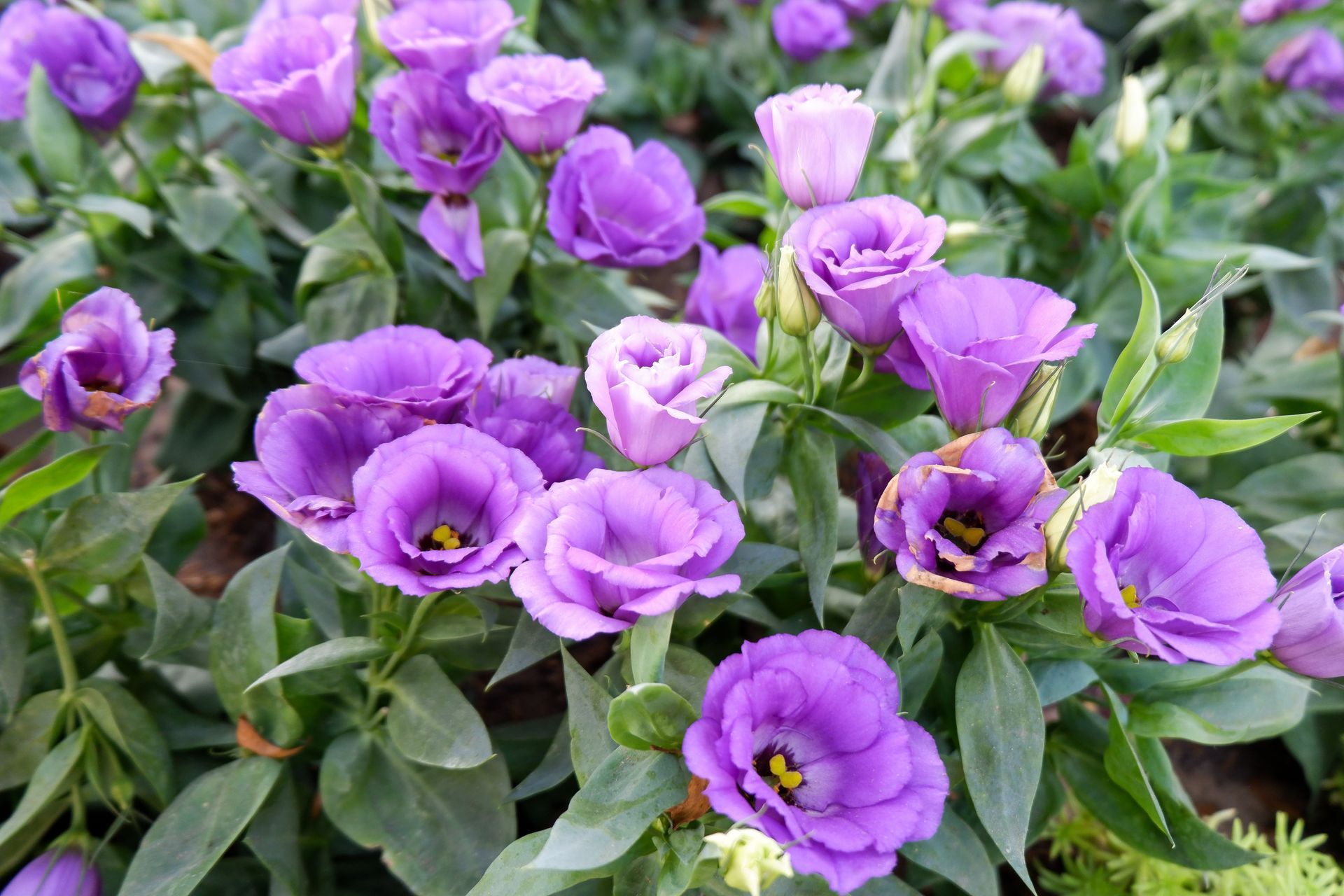 A cluster of vibrant purple Lisianthus flowers with lush green leaves in a garden setting.