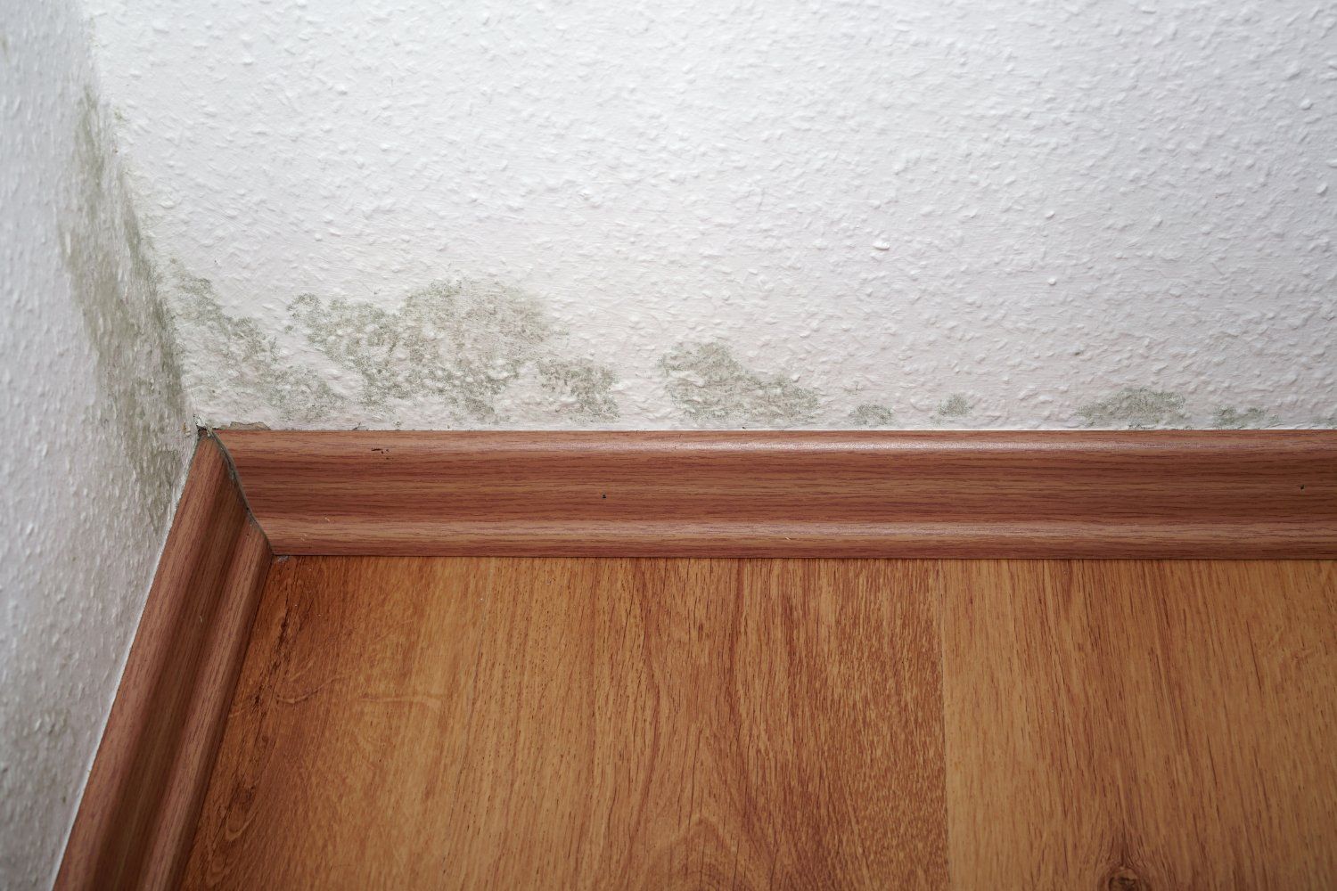 Household Mold: How To Identify It?