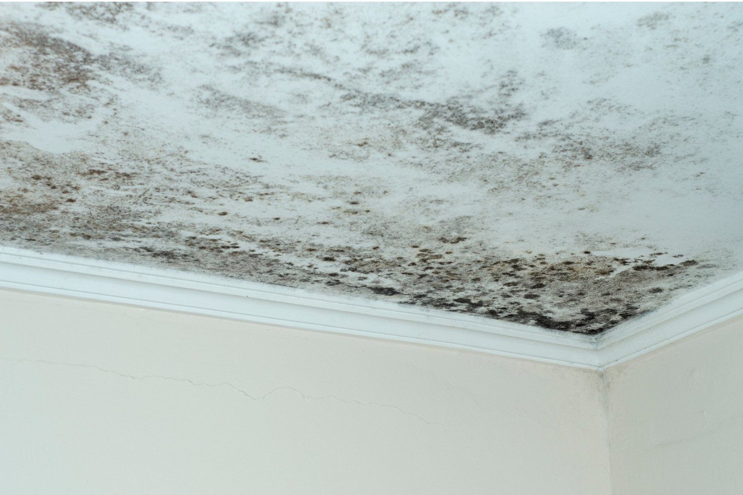 Common Causes Of Mold In Your Atlanta Home