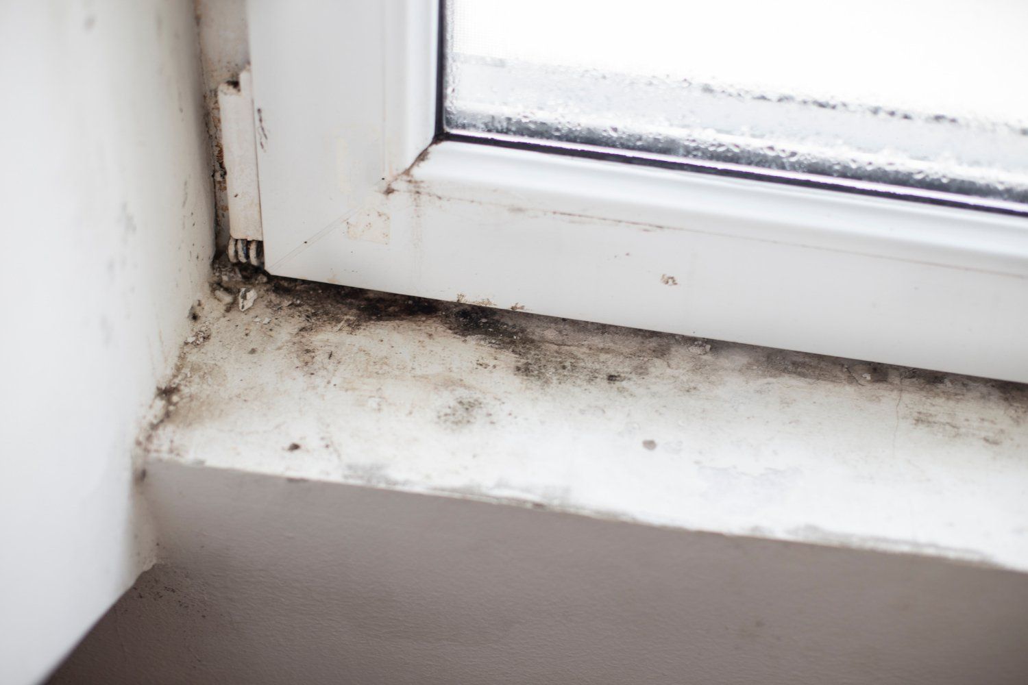 Types Of Mold In Your Home