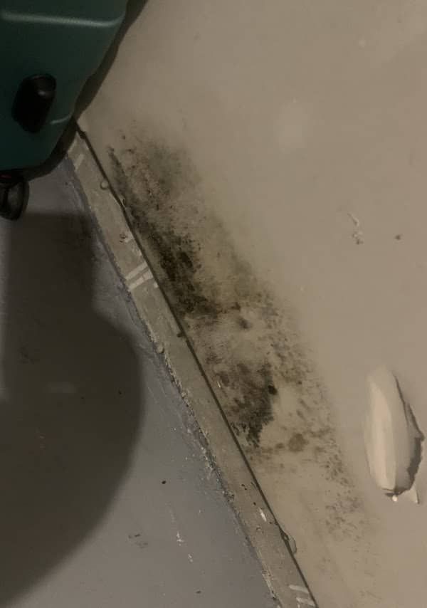 Mold growth in the corner of a room where the wall meets the floor; black and green mold visible.
