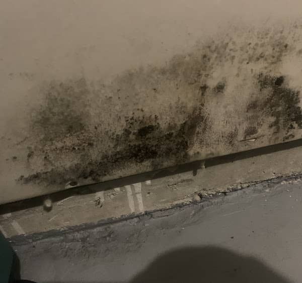 Black mold growth on a white ceiling near a gray corner. The mold appears fuzzy and damp.