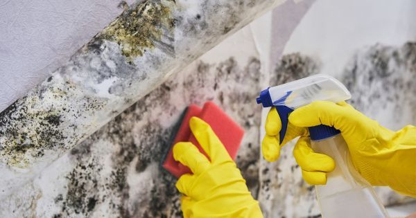 removing mold from drywall