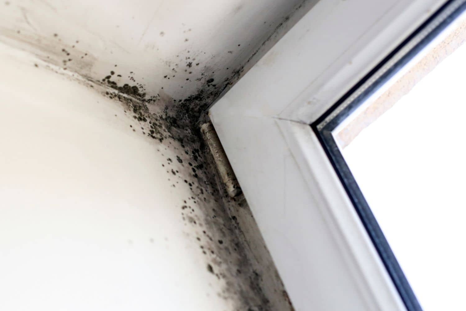 signs there's mold in your home