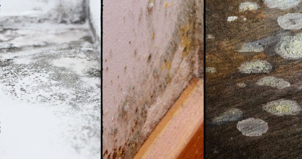 What Does Water Damage Mold Look Like