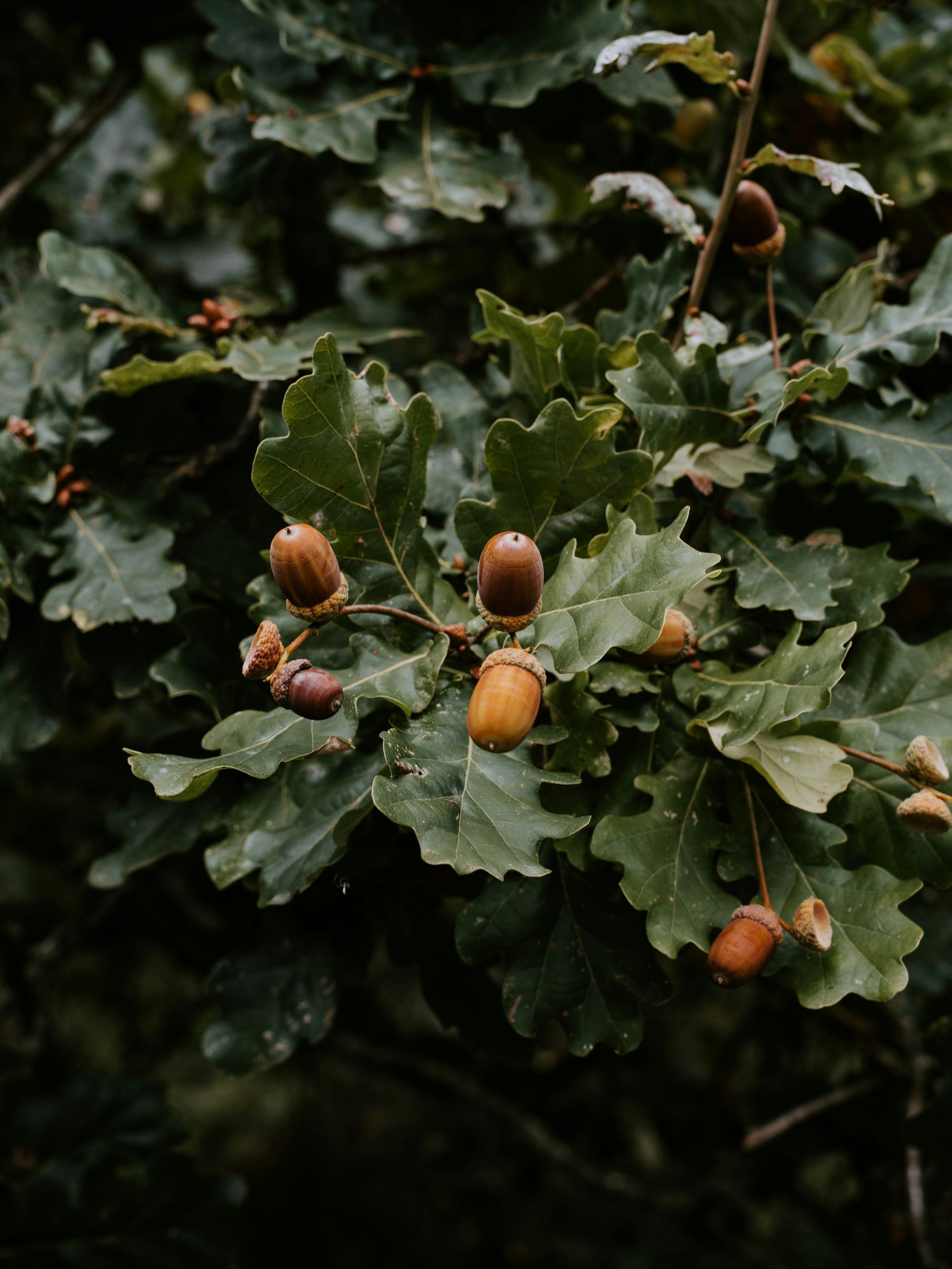 A close up of a tree branch with acorns and leaves.