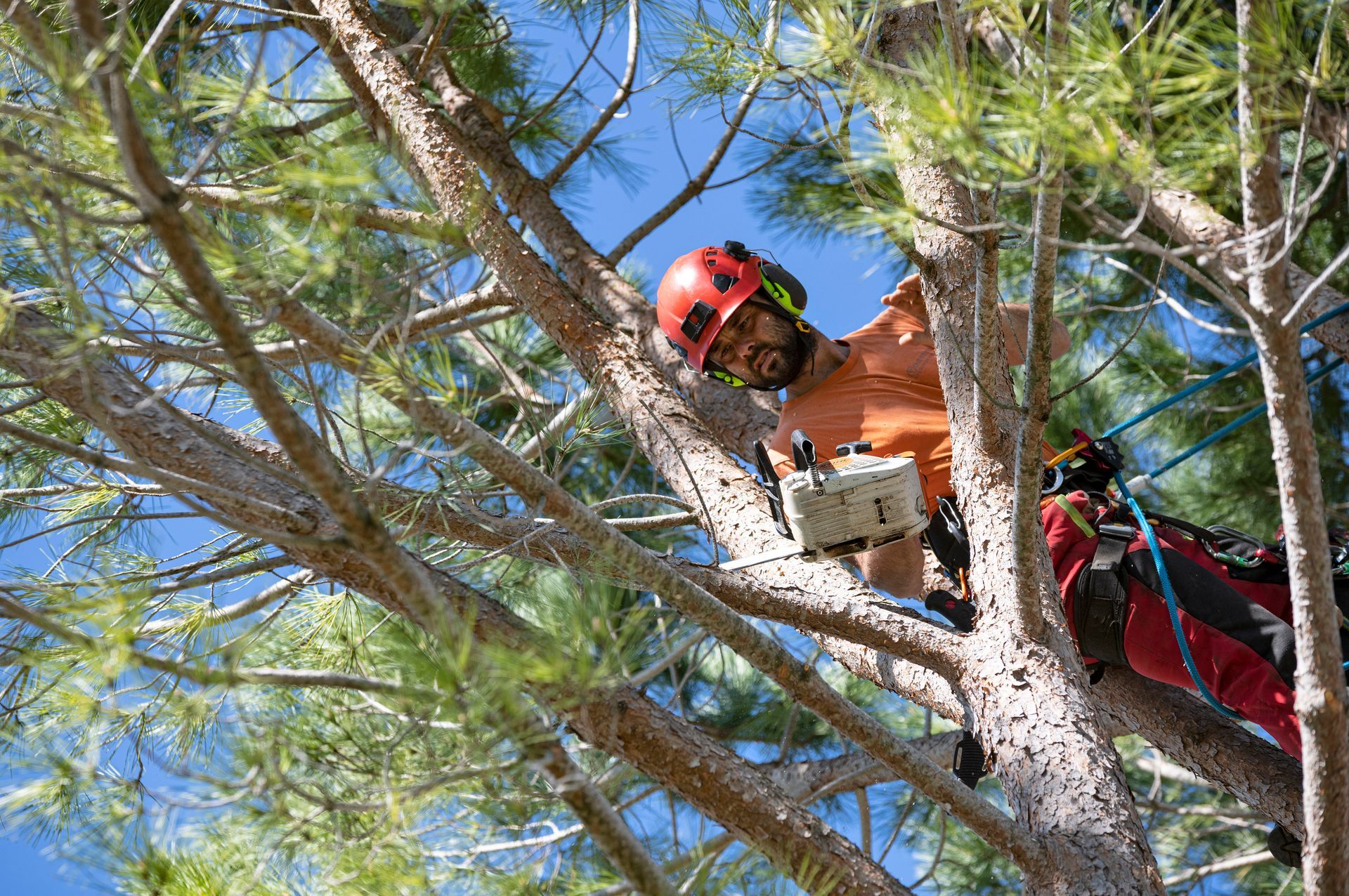 A man is climbing a tree with a chainsaw.