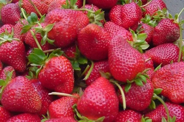 A large, overflowing pile of fresh, vibrant red strawberries with green leafy stems.