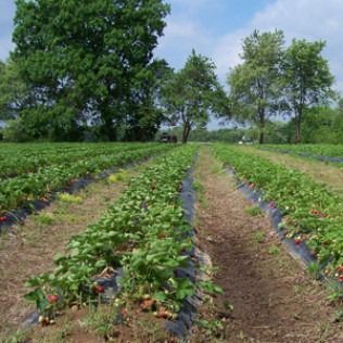 Rows of strawberry plants growing in a field with black plastic mulch, with mature trees in the background.