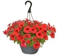 A vibrant hanging basket filled with bright red petunia flowers in a grey pot against a white background.