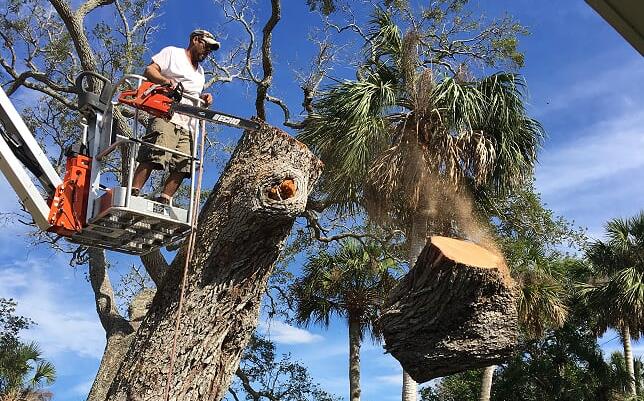 Tree Removal Expert — Damaged Tree in Palm Bay, FL