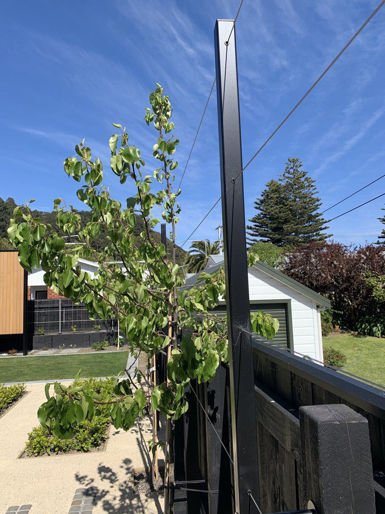 Small Tree in Garden — Wellington, NZ — Three Trees Landscaping