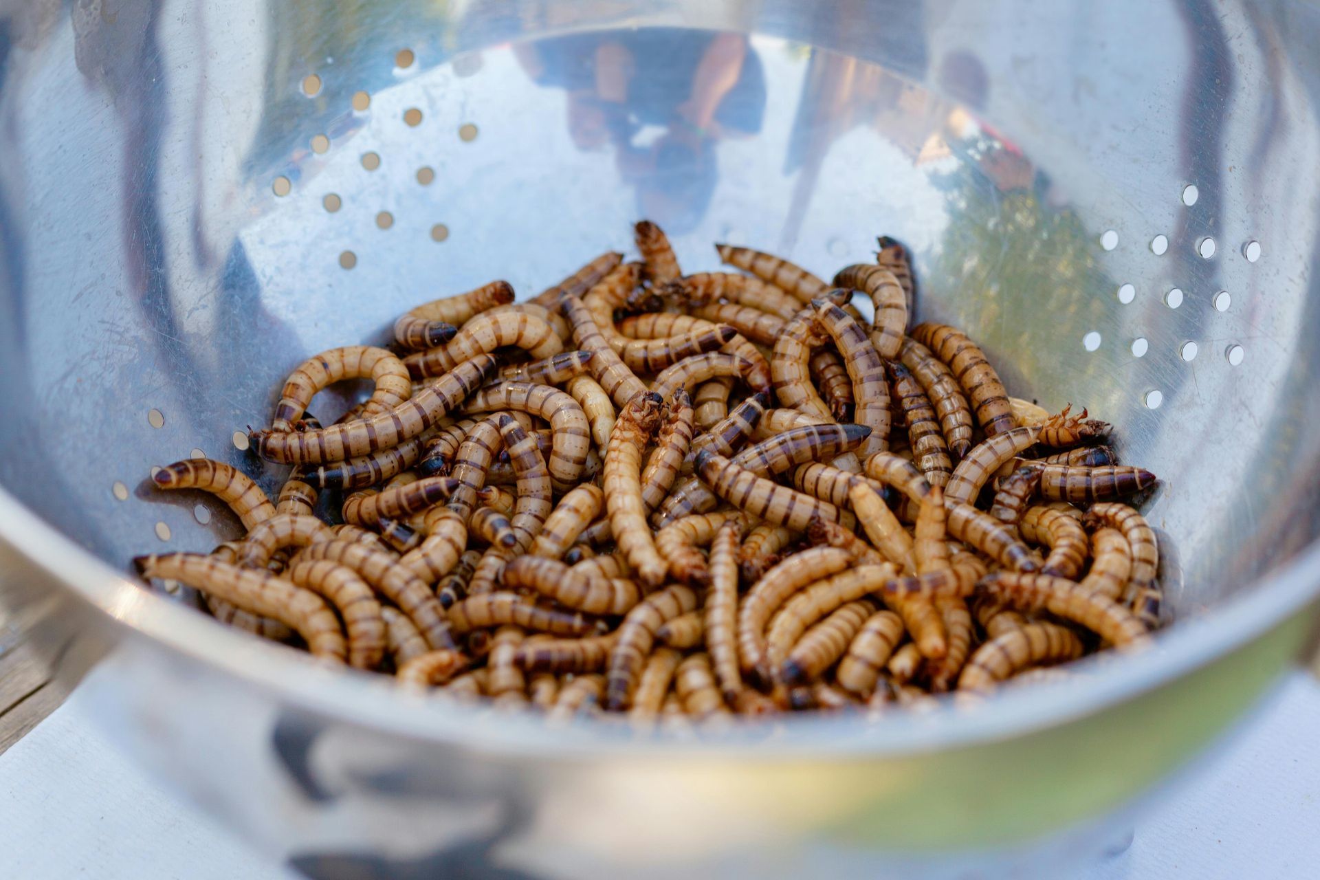 Mealworms & Feed