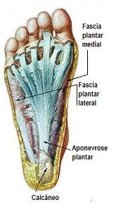 Anatomia de fascite plantar e esporao do calcaneo