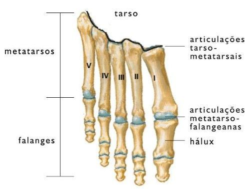 Anatomia do Halux valgo e joanete