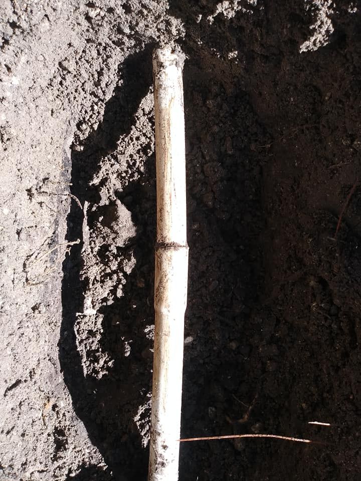A bamboo stalk in dark soil. It is light colored with a dark shadow.