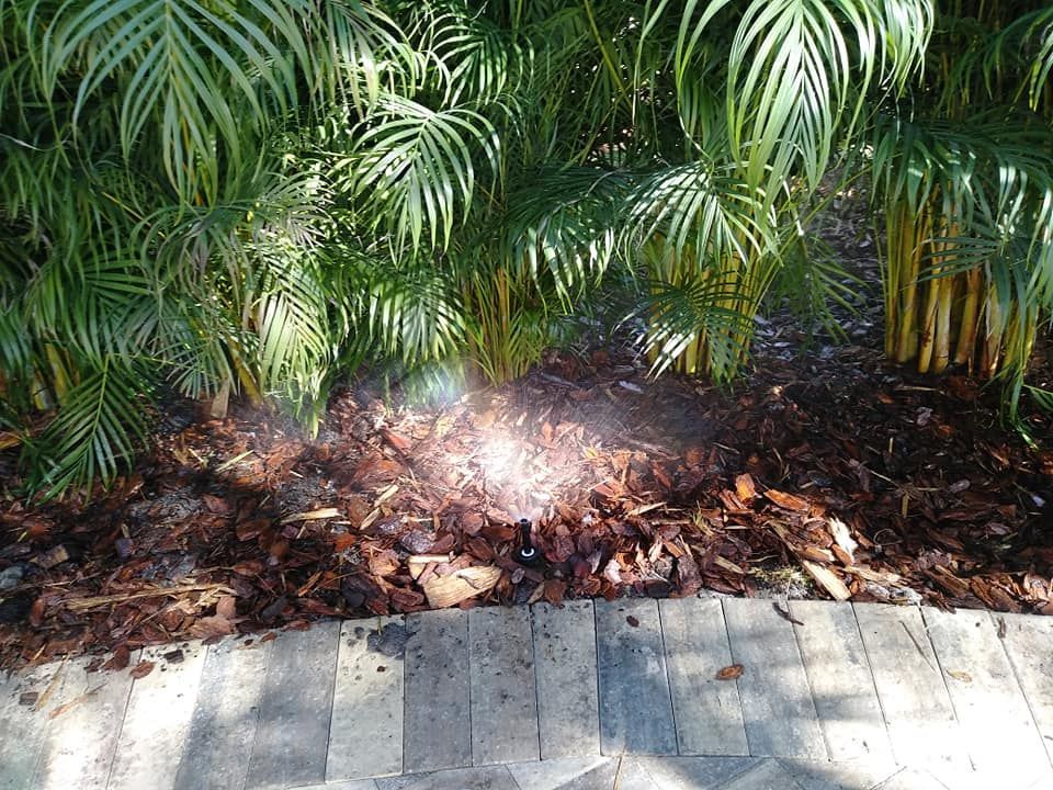 Sprinkler watering plants with green fronds and brown mulch near a stone walkway.