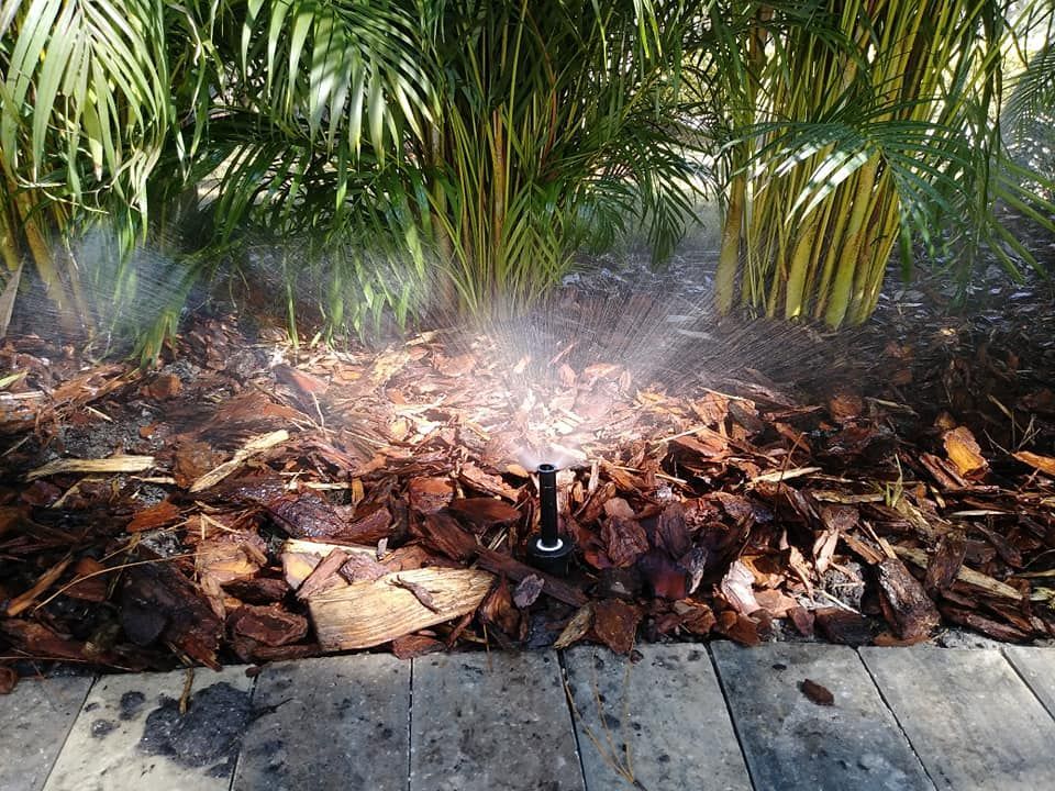 Sprinkler watering mulch-covered garden bed in front of green palm plants.