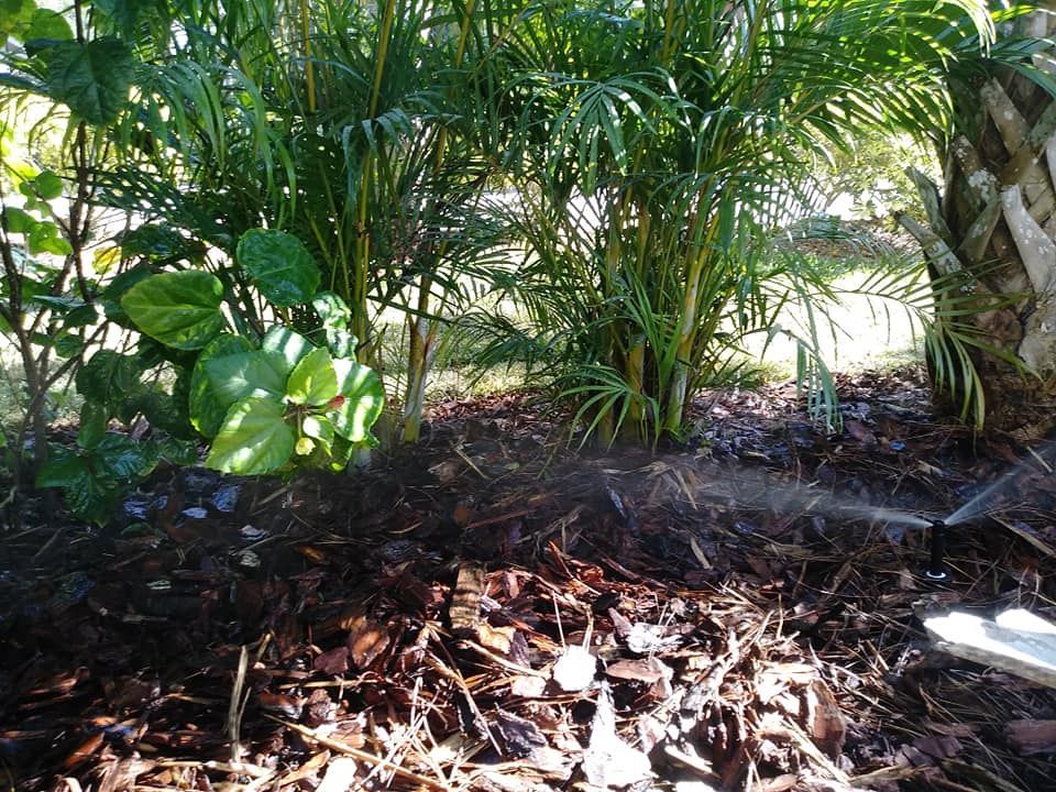 Palm trees and other plants in a garden bed with dark mulch; a sprinkler is visible.