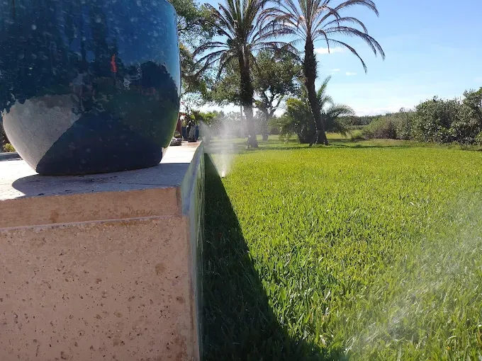 Lawn being watered by sprinklers, palm trees in background, sunny day.