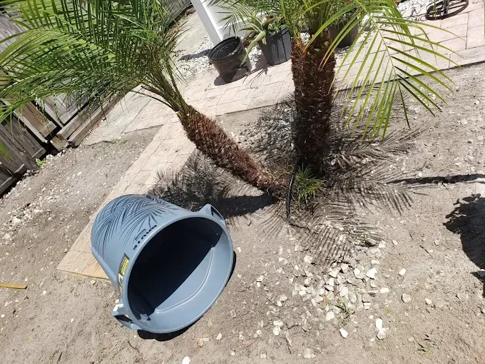 Two palm trees and a tipped over blue trash can on dry, light brown soil.