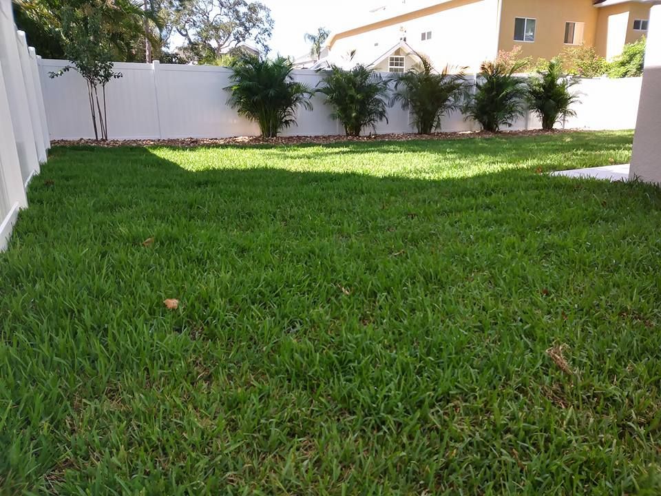 Green lawn in a backyard, bordered by a white fence and small bushes, with a house in the background.