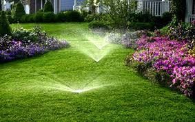 Lawn being watered by sprinklers, green grass, purple and white flowers in the beds, bright sunlight.