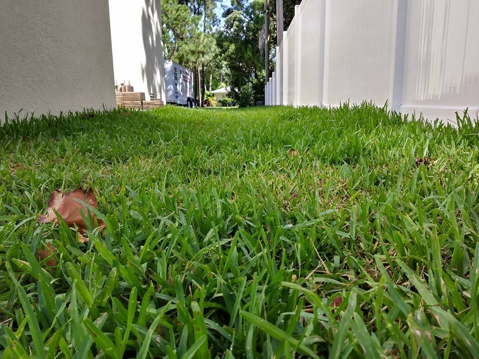 Low angle view of green grass between a white fence and a building, leading to a street with trees.